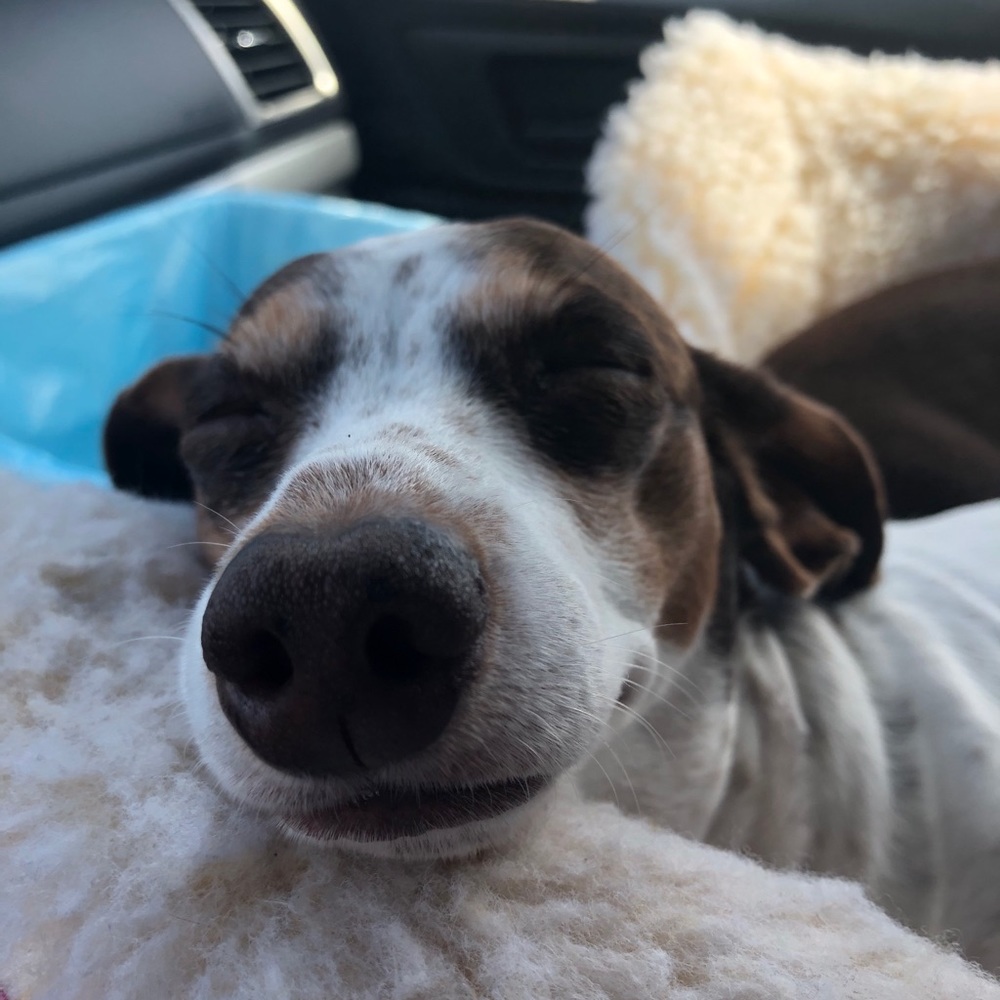 Meet your Posher, Julie